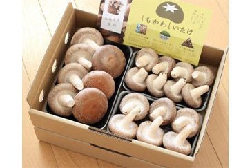 しもかわ産最高ランク生しいたけ 400gx2箱