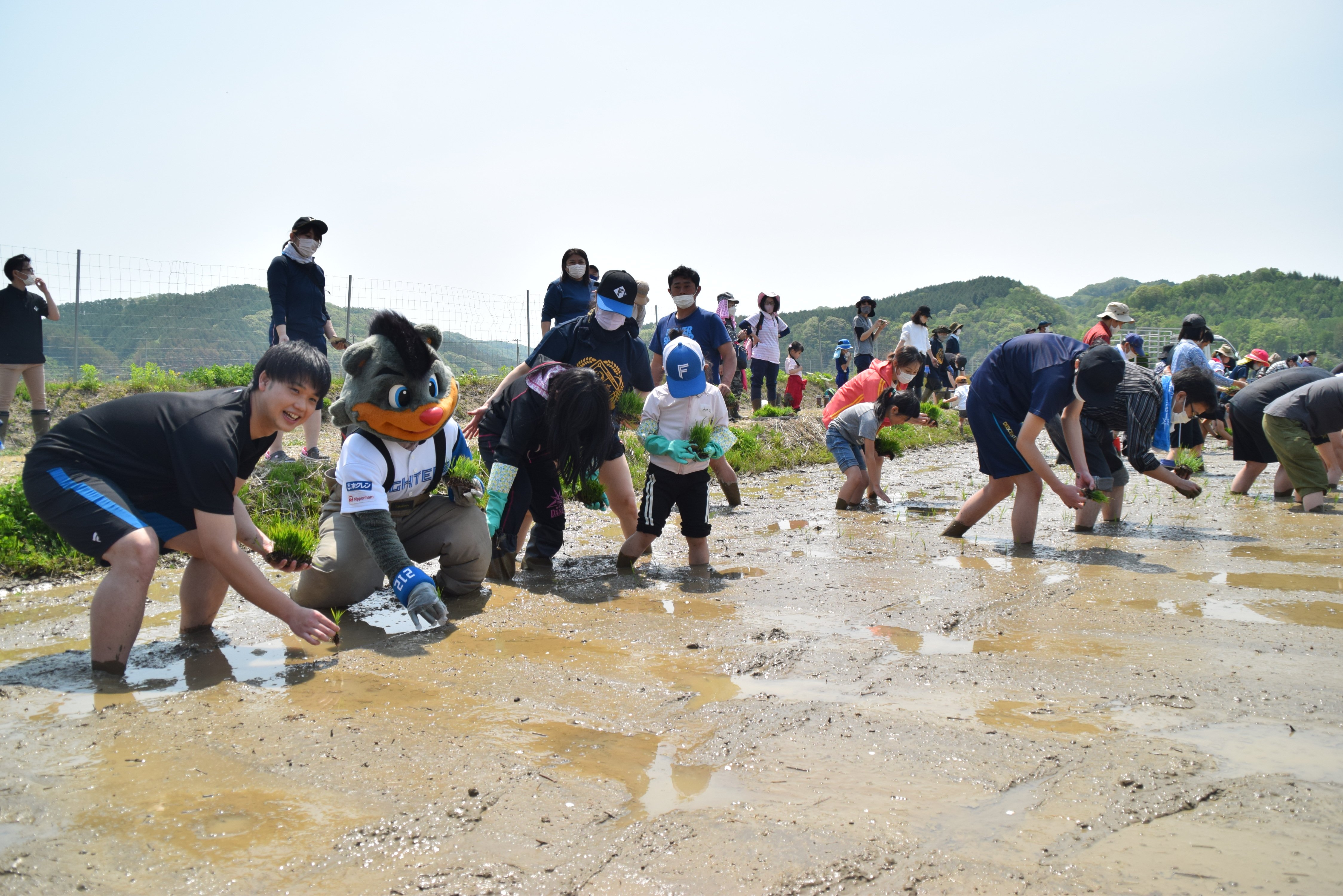 「ななつぼし」の田植え03