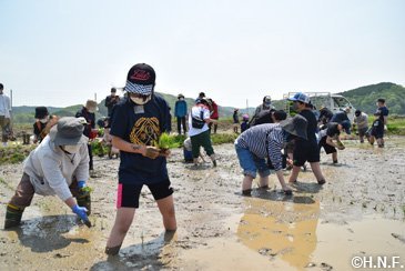 「ななつぼし」の田植え04
