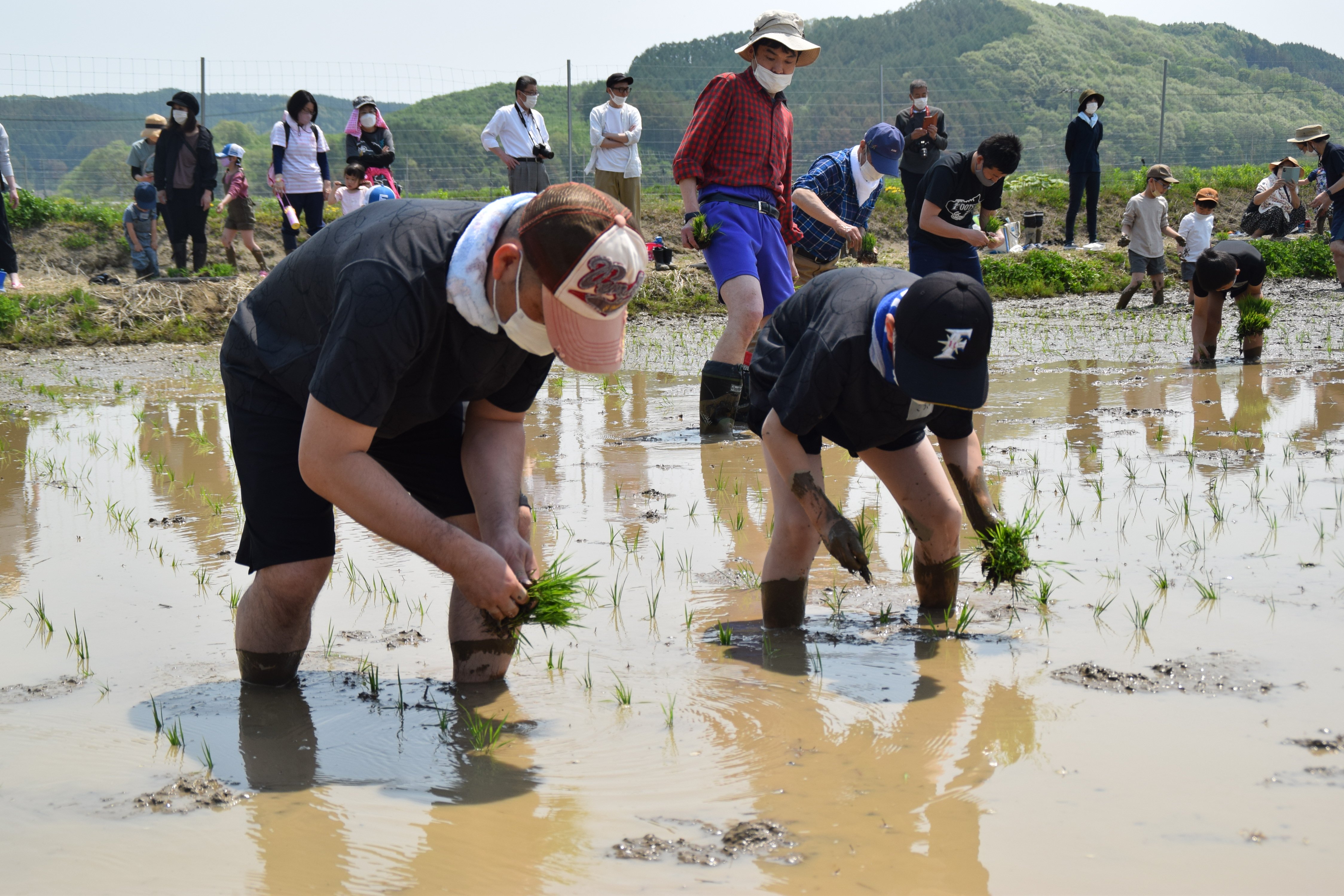 「ななつぼし」の田植え05