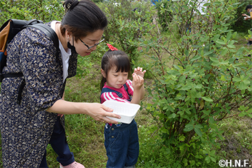ハスカップの収穫体験会02