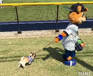 過去の様子 散歩