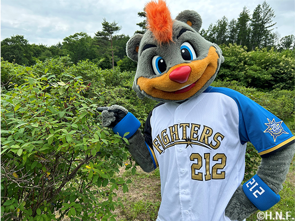 ハスカップ収穫体験③