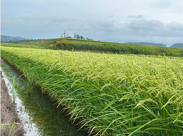 生育観察3(栗山町)