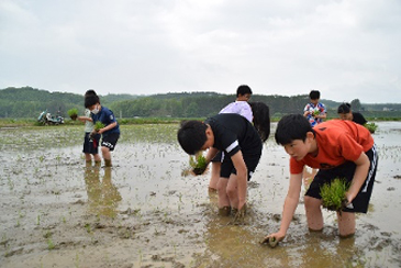 田植え体験（上厚真小学校）5月23日(月)01