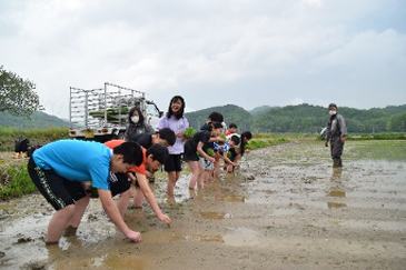 田植え体験（上厚真小学校）5月23日(月)02