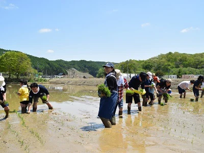 田植えをする参加者の方々 02