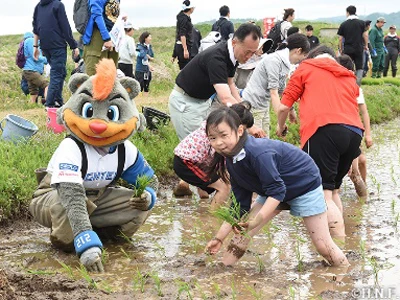 田植えをする参加者とB・B