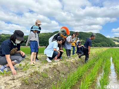 稲の生育観察をする参加者の方々 01