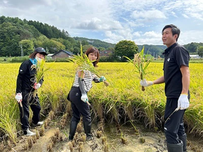 稲刈りをする参加者の方々 03