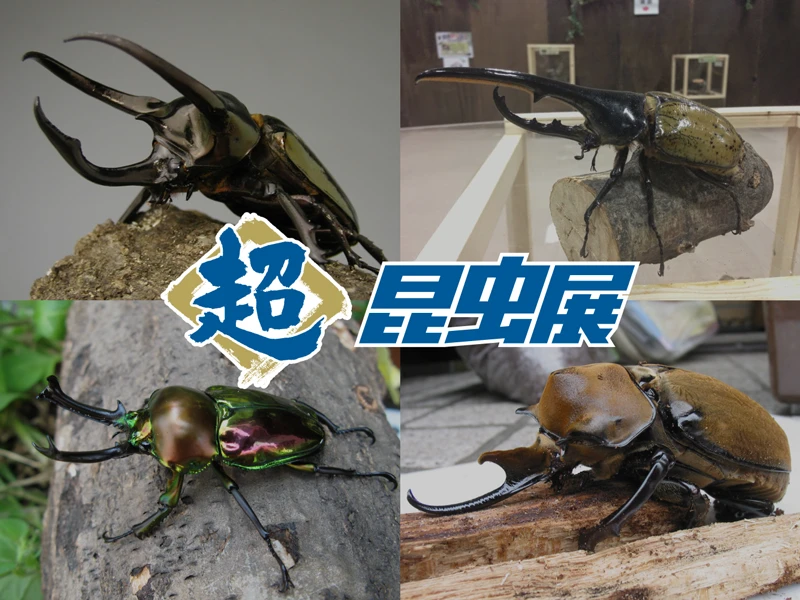 世界の珍しいカブトムシ・クワガタムシと触れあえる！