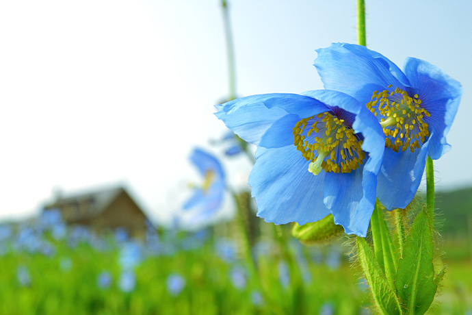 幌延町 観光スポット