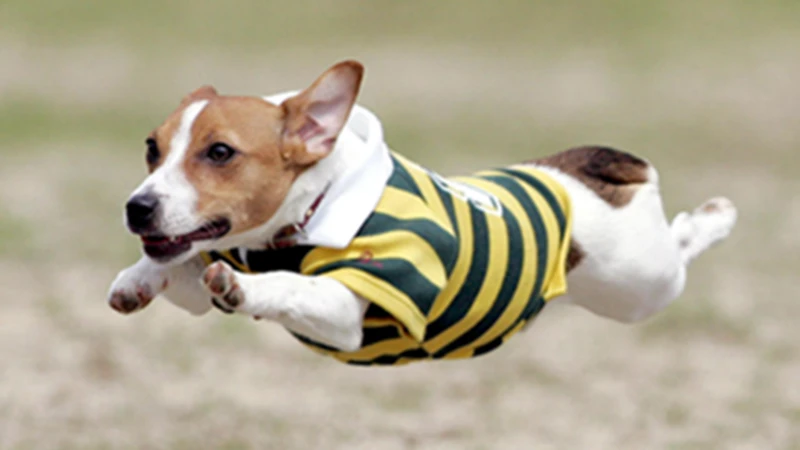 まるで空を飛んでいるかのような躍動感あふれる「飛行犬」