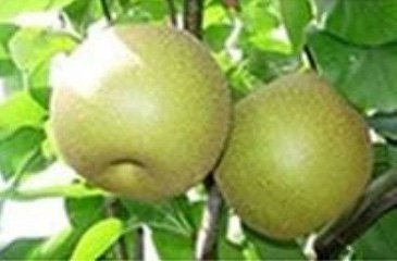 鎌ケ谷特産の梨