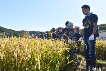 稲刈りの様子3