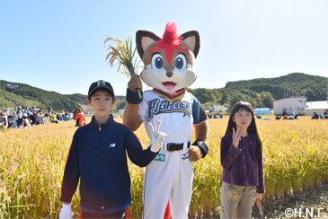 稲刈りの様子6