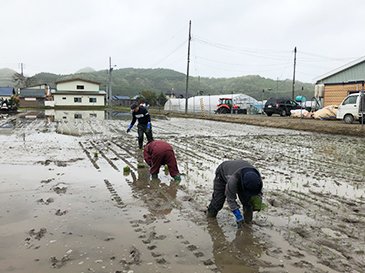 田植え写真05