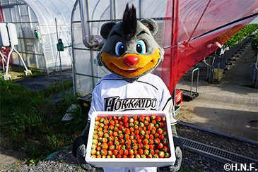 浦河町からいちごを受け取りました