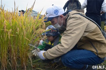 稲刈り体験の様子02