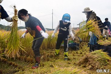 稲刈り体験の様子03