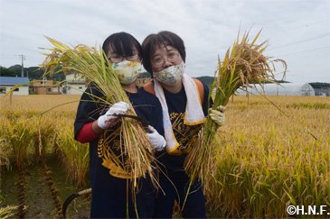 稲刈り体験の様子04