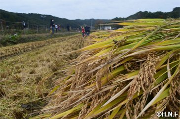 稲刈り体験の様子06