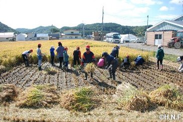 稲刈り体験の様子09
