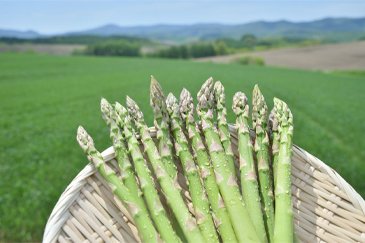 <富良野市>露地アスパラ秀品Lサイズ6束