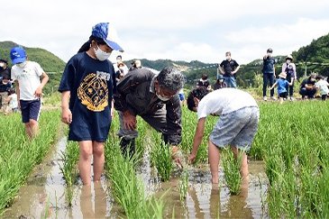 ハスカップの収穫体験会03