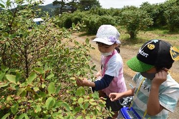 ハスカップの収穫体験会06