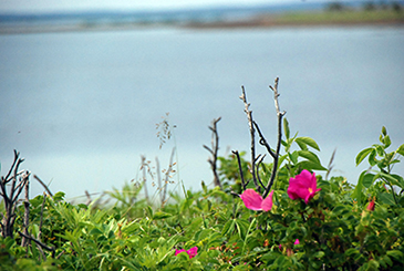 第7回野付半島丸ごとウォーニック05