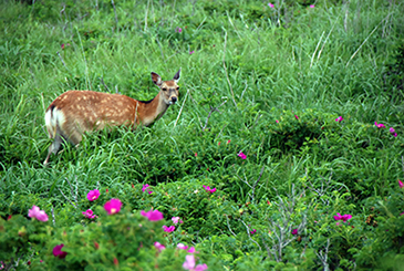第7回野付半島丸ごとウォーニック07