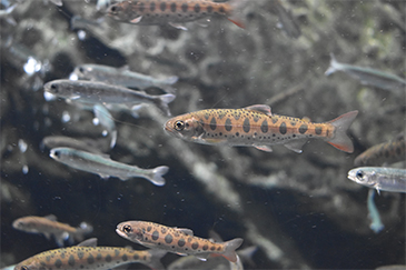 しゃけまる水族館01