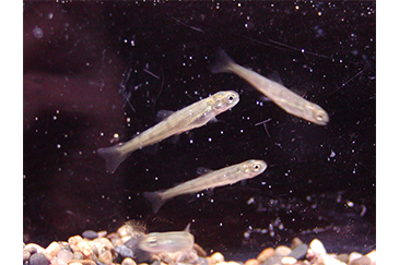 しゃけまる水族館02