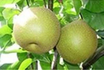 鎌ケ谷特産の梨