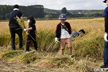 稲刈り体験の様子02