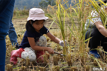 稲刈り体験の様子03