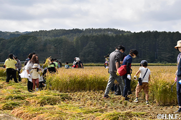稲刈り体験の様子04