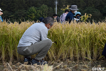 稲刈り体験の様子05