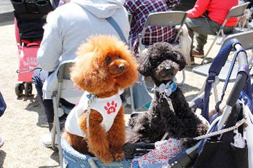 ペットと観戦!テーブル付シートの様子02