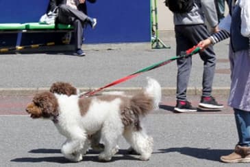 ペットと一緒にベーラン付きチケット02