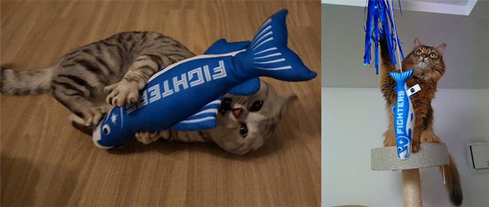 しゃけまるグッズで遊ぶ猫