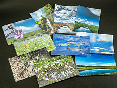 雨竜沼湿原ポストカード