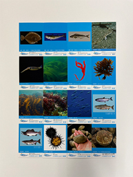 LASBOS通常カード