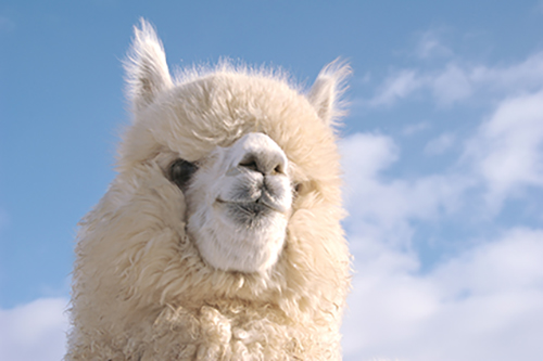 「藤の恵」ポストカード