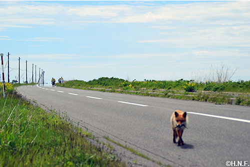 FOOTSTEP FUND~あしあと基金~(標津町)04