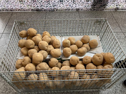 倶知安産じゃがいも（※イメージ）