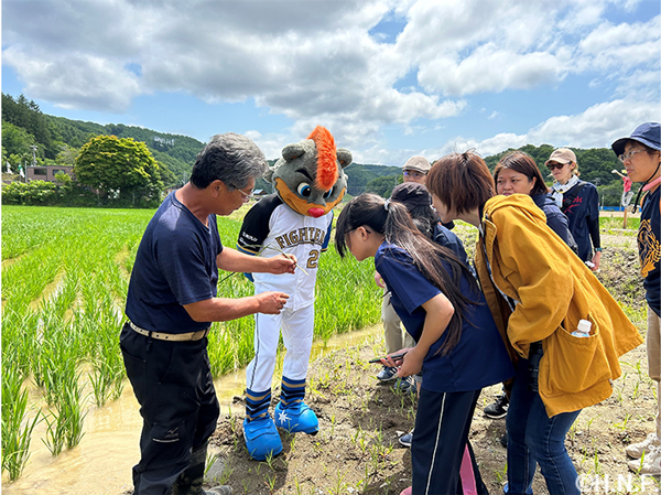 ふぁい田！北海道応援プロジェクト」稲の生育観察と体験会を実施