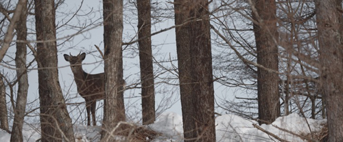 株式会社Mt. / ジビエ