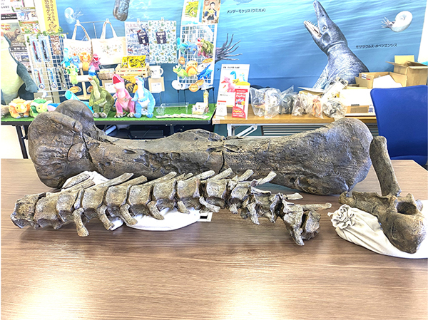 むかわ竜各部位化石レプリカ